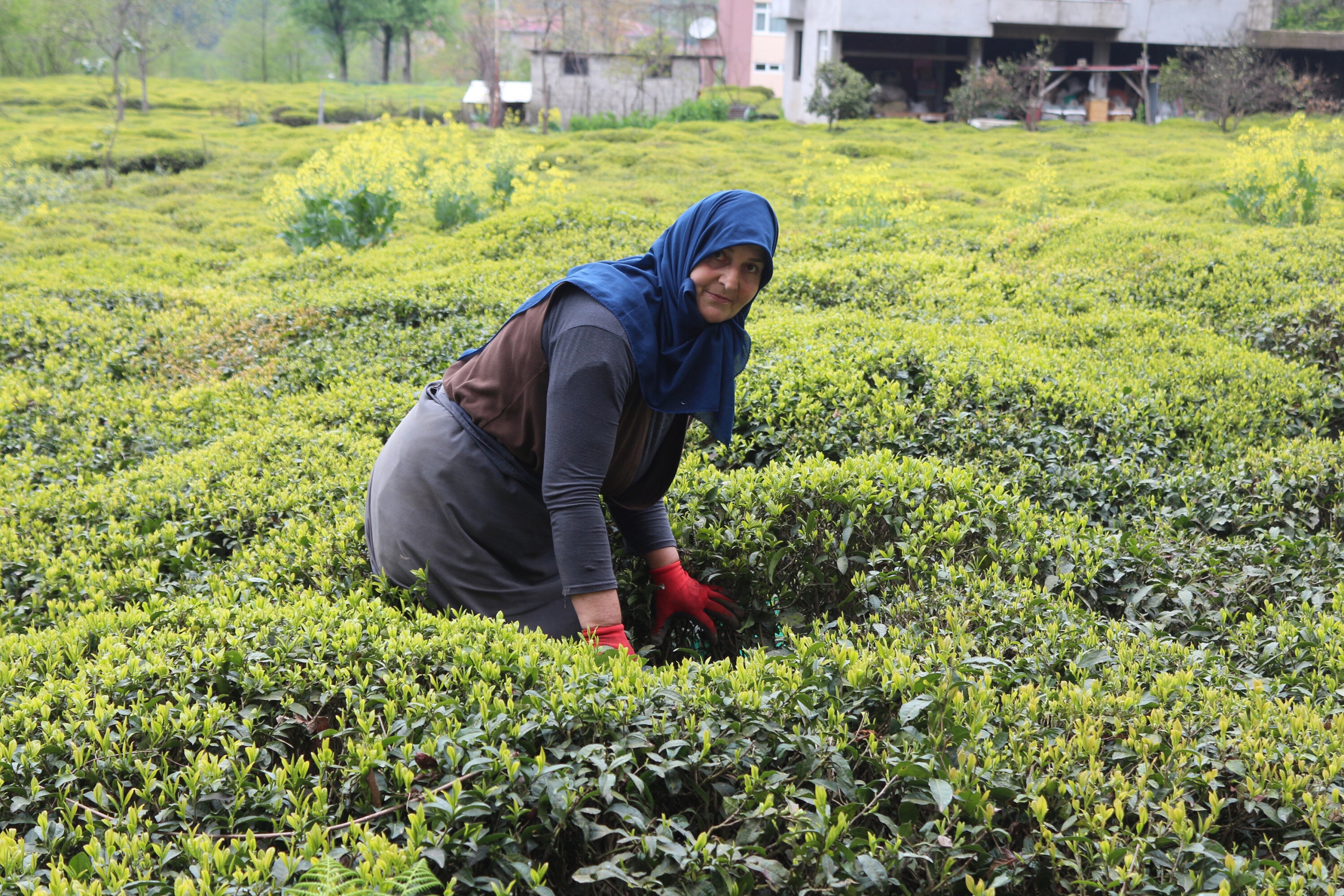 CHP Rize İl Başkanlığı çay tarımı ile ilgili rapor hazırladı