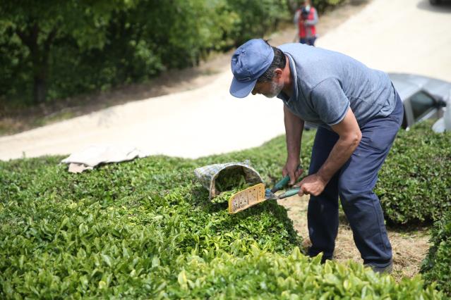 Fındık diyarı Ordu’da hasadına başlanan çay, üreticilerin yüzünü güldürüyor