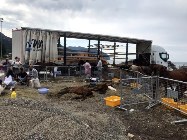 Hopa’da bir tır dorsesinde ölüme terk edilen atlar için gönüllüler seferber oldu