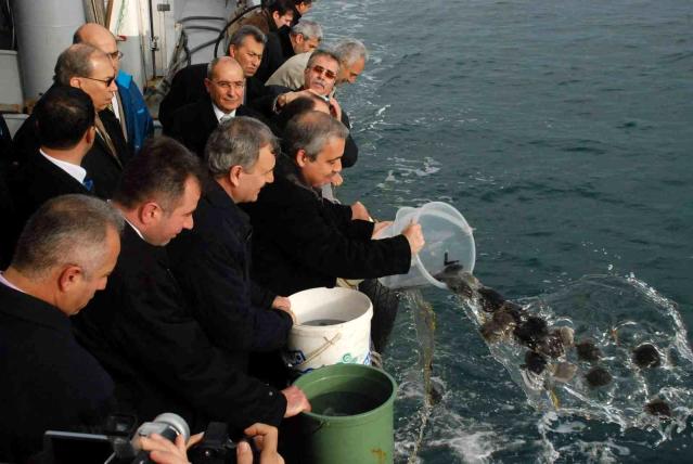 Karadeniz’in Kalkan denizi olması için 24 yılda 100 binin üzerinde Kalkan yavrusu denize bırakılmıştı
