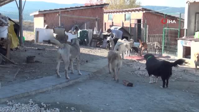 Selzede hayvanlar, “Patiköy”de yeniden hayat buldu