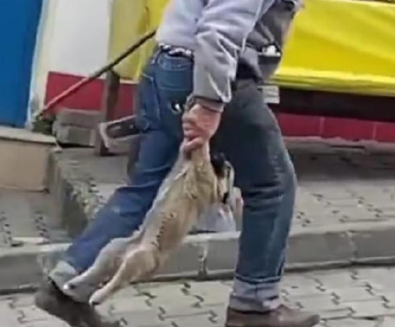 Yavru köpeği patisini sarkıtarak taşıyan belediye işçisinin mazereti: Yorgunmuş!