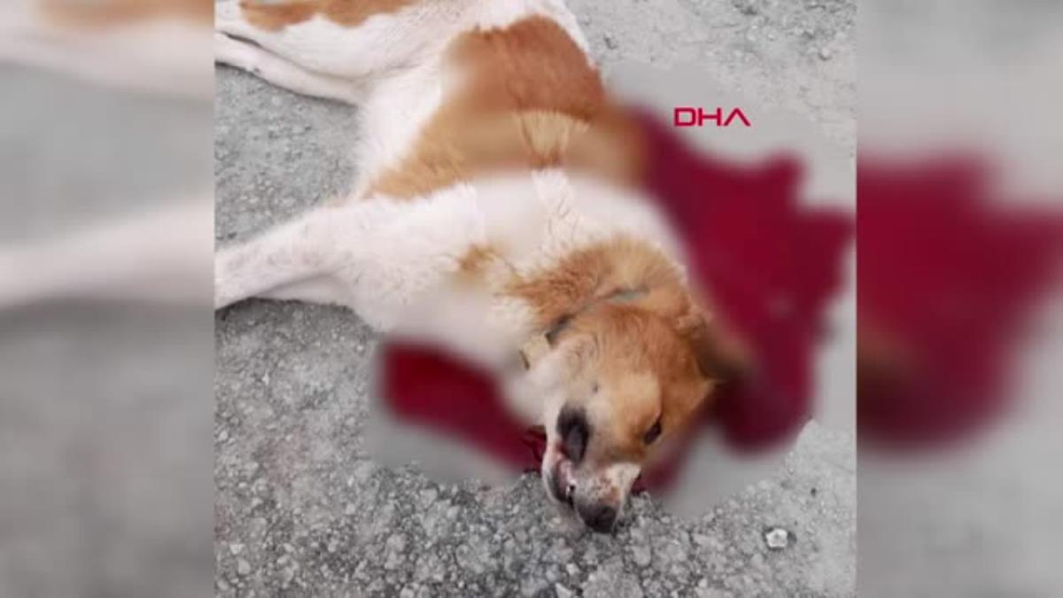 Üzerlerine gelen köpeği öldüren polise soruşturma