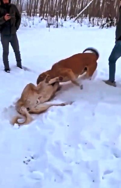 ‘Eğlence olsun’ diye köpekleri böyle dövüştürdüler