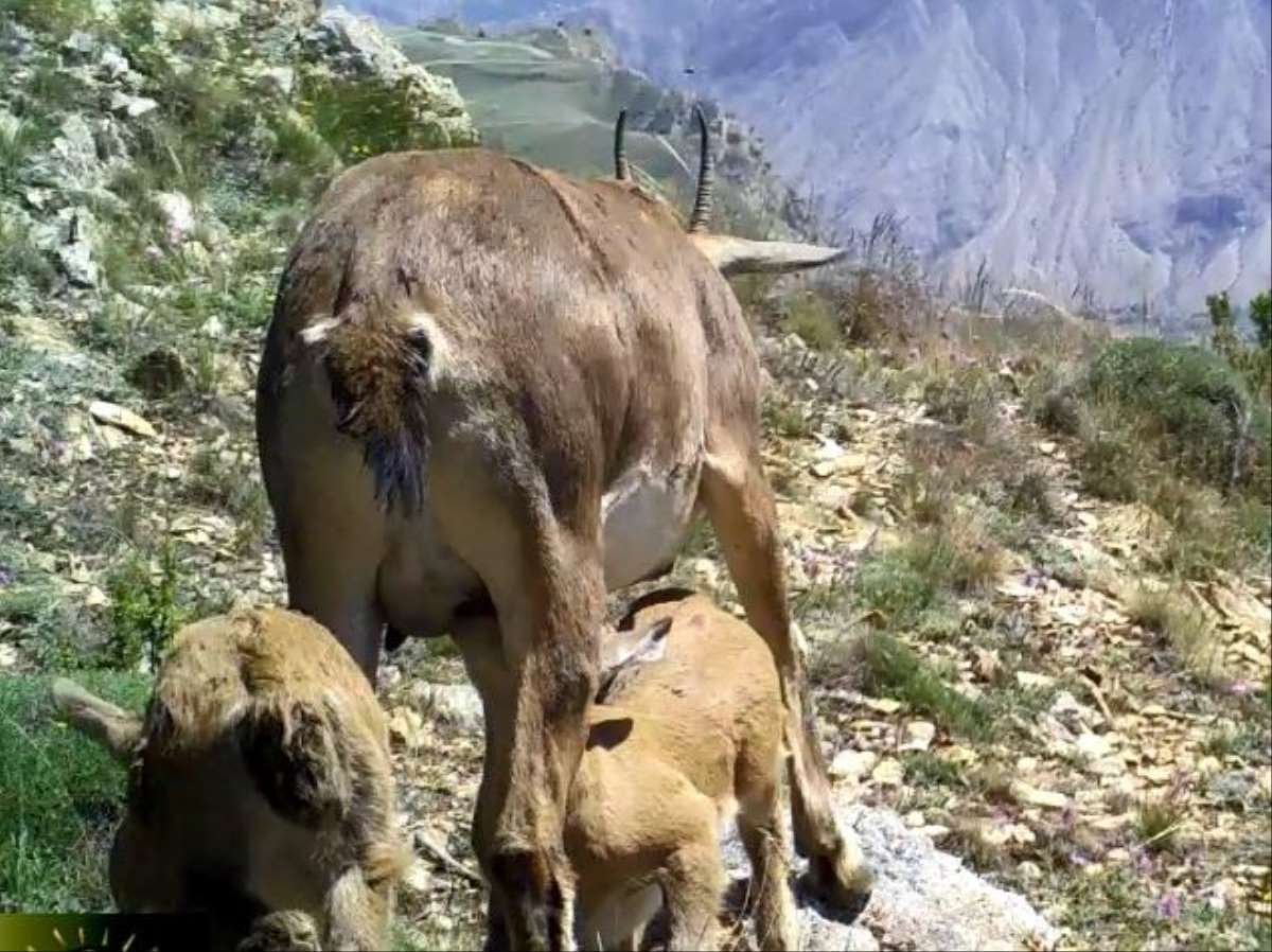 Anne yaban keçisi yavrularını emzirirken görüntülendi