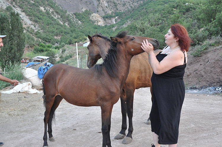 Artvin’de “Mucizeler Diyarı” bakıma muhtaç atlara yuva oldu