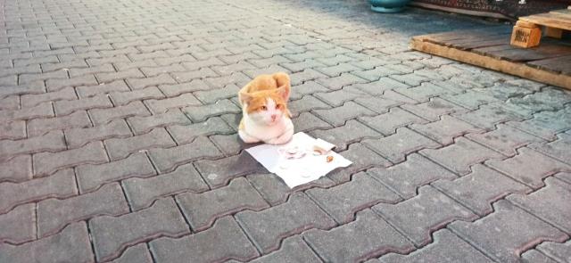 Zonguldak’ta önüne mendil serilen sokak kedisi, hem kendisi hem de diğer sokak hayvanları için mama parası kazanıyor