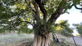 Artvin’de 1100 yıllık armut ağacında meyve hasadı yapıldı