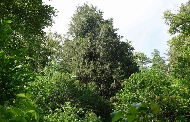 Bin 400 yaşındaki Porsuk ağacının tescillenmesi için çalışma başlatıldı