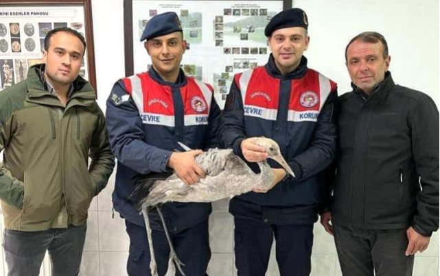 Artvin’de yaralı bulunan turna kuşu tedavi altına alındı