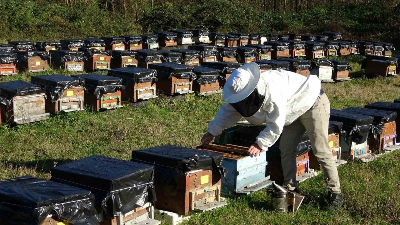 Küresel ısınma arıların dengesini bozdu: ‘Koloni kayıpları yaşanıyor’