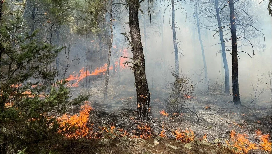 Sinop’ta Orman Yangını: 5 Dönüm Arazi Zarar Gördü
