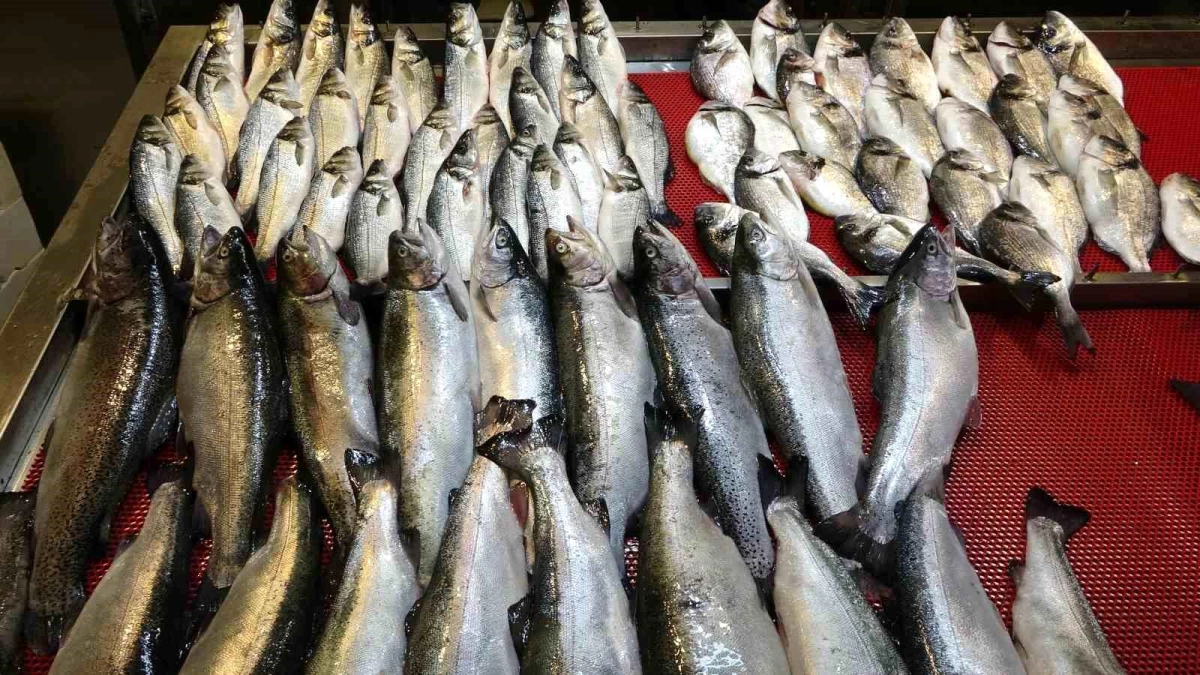 Trabzon’da Denizlerde Av Yasağı Başladı: Balık Tezgahlarında Kültür Balıkları Yoğunlukta