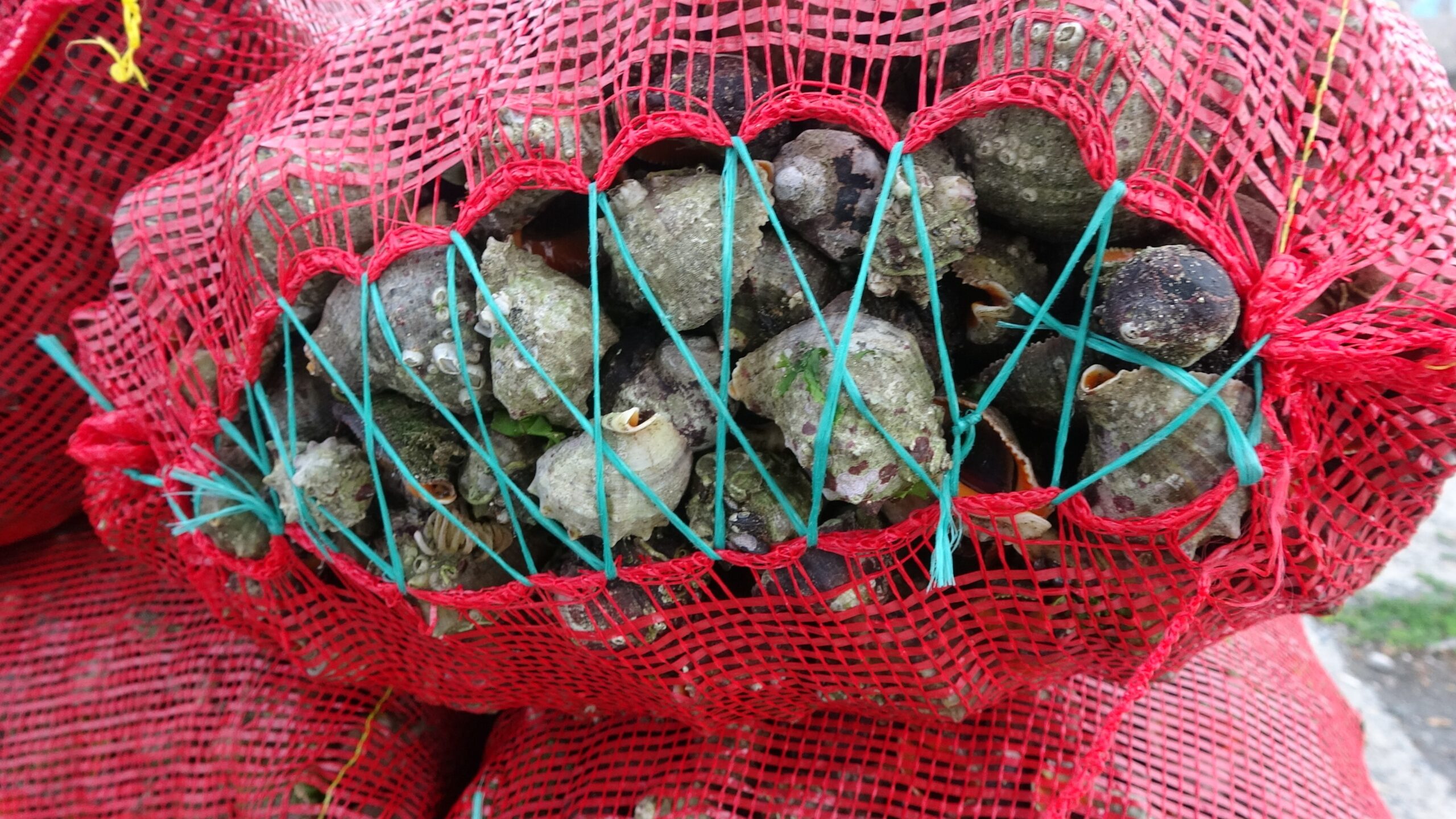 Deniz Salyangozu Avı Dalışla Yapılıyor: Balıkçılar Yasak Olan Algarina’nın Yerine Geçiyor