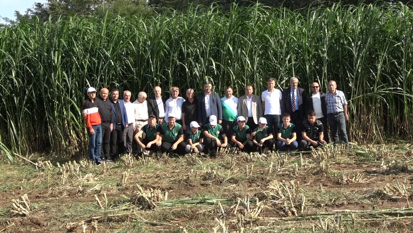 Bafra Ovası’nda Maralfalfa İlk Hasadı Yapıldı