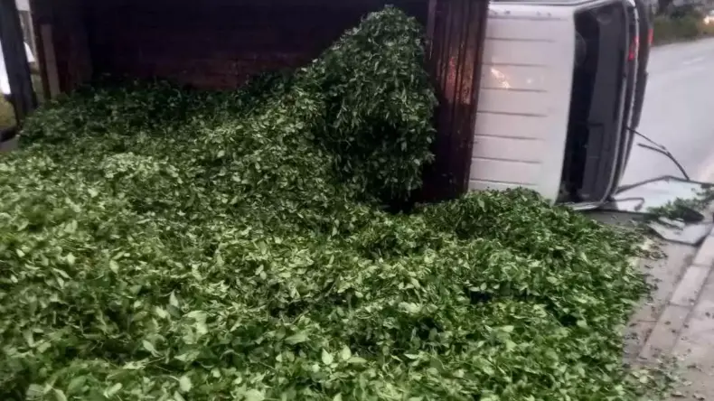 Trabzon’da Çay Yüklü Kamyon Devrildi