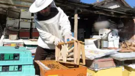 Bu seçimde kazananı ‘arılar’ belirleyecek