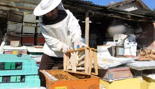 Bu seçimde kazananı ‘arılar’ belirleyecek