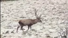 Bolu’da Kızılgeyik Sürüsü Görüntülendi