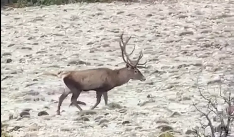 Bolu’da Kızılgeyik Sürüsü Görüntülendi
