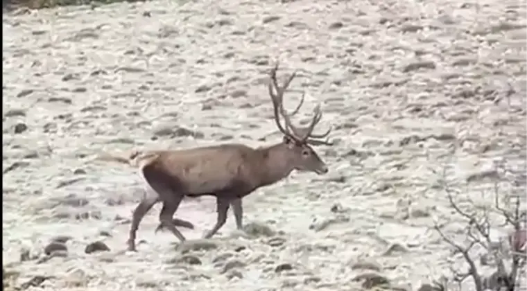 Bolu’da Kızılgeyik Sürüsü Görüntülendi