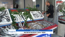 MAVİ BEYAZ BALIKÇILIK – Merkez / DÜZCE